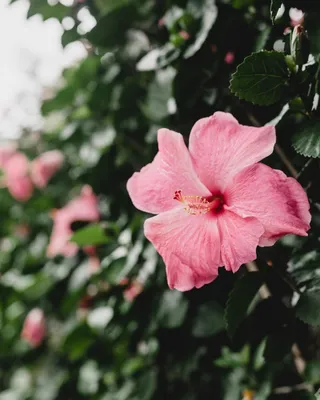 Пленительная красота китайской розы дерево: фотоистории, которые переносят нас в чарующий сад