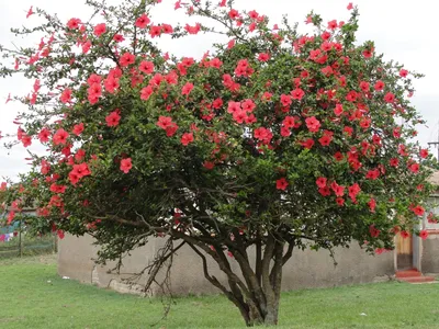 Роза, которая сводит с ума: фотографии китайской розы дерево, запечатлевшие ее прелесть