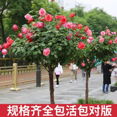 Китайская роза дерево: фотоистории, которые запечатлевают ее изящество