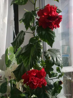 Фото Китайской розы - png формат для высокого качества