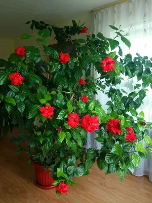 Размеренная фотография китайской розы для скачивания в webp формате