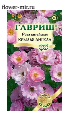 Фото розы крылья ангела - webp для скачивания