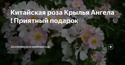 Картинка китайской розы с необычными крыльями ангела