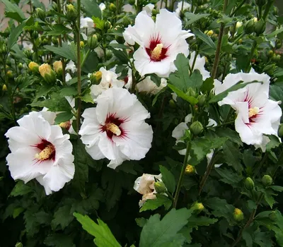 Изображение китайской розы садовой в формате webp