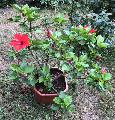 Фото китайской розы садовой в разных размерах