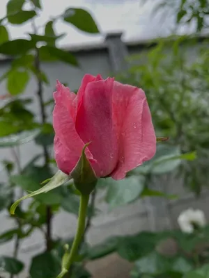 Картинка китайской розы садовой с возможностью загрузки