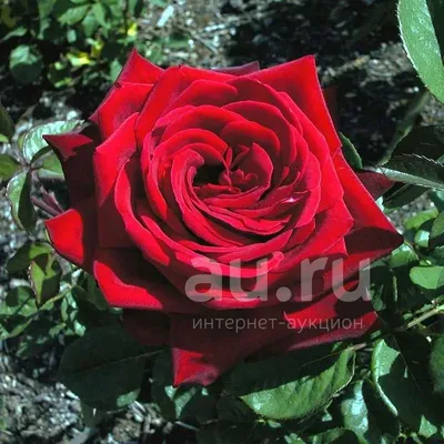 Фото китайской розы садовой для скачивания jpg
