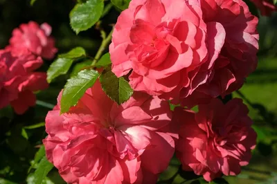 Фото китайской розы садовой для скачивания png