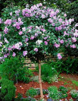 Изображение китайской розы садовой для скачивания webp