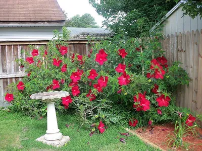 Картинка китайской розы садовой для скачивания webp