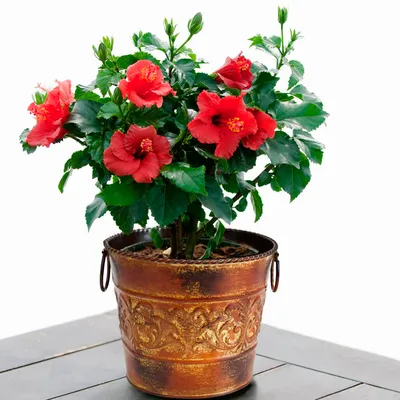 Китайская роза садовая - фото, картинка, изображение