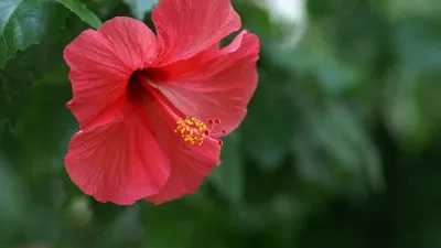 Изображение китайской розы садовой - фото, картинка, фотография