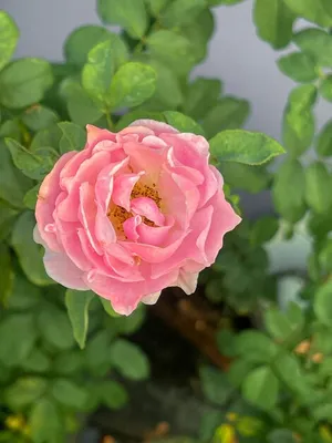 Картинка китайской розы садовой - фото, изображение, фотография