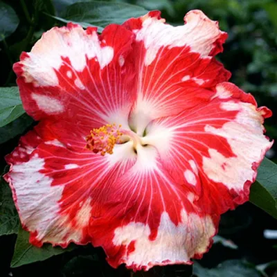 Китайская роза садовая - фотка, картинка, изображение