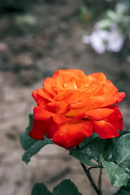 Фото китайской розы садовой - картинка, изображение, фотка