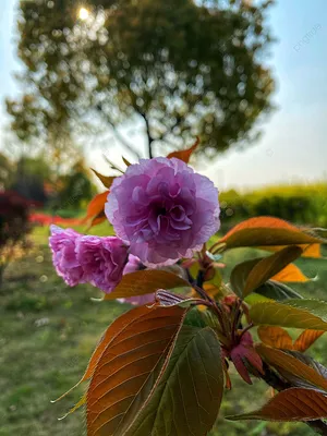 Картинка китайской розы садовой - фото, изображение, фотка