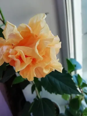 Изображение желтой китайской розы в формате webp