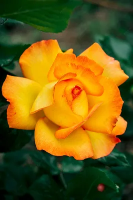 Желтая китайская роза на фото