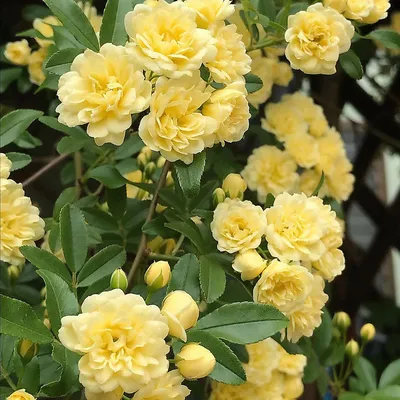 Фото замечательной китайской розы желтого цвета