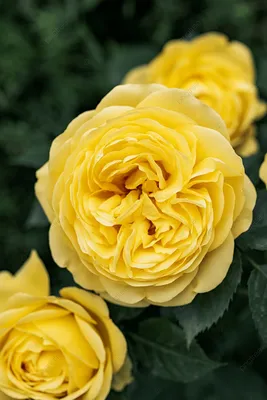 Изображение китайской розы желтого цвета