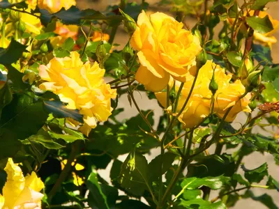 Изображение китайской розы, доступное для загрузки в формате jpg