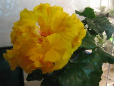 Фото китайской розы с желтой окраской