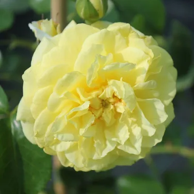 Картинка красивой китайской розы желтого цвета для скачивания