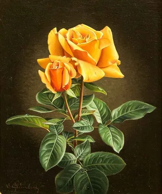 Фото потрясающей китайской розы желтого оттенка