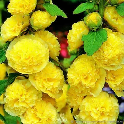 Изображение китайской розы с различными вариантами форматов для скачивания
