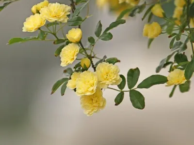 Картинка китайской розы в желтом цвете на главной странице
