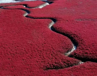 Фотографии китайцев, наслаждающихся пляжным отдыхом