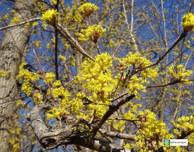 Скачать бесплатно фотку Кизил дерева