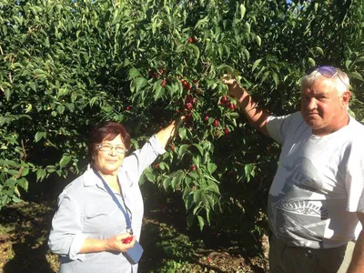 Удивительное сочетание цветов кизилового дерева на фото