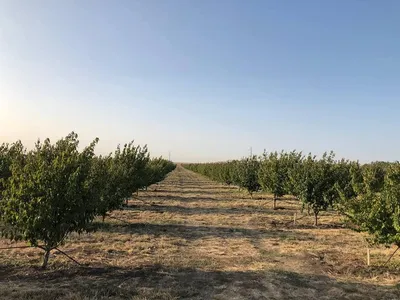 Качественные обои с кизиловым деревом на андроид