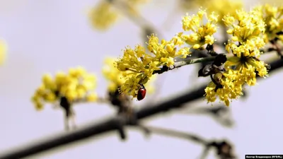 Кизиловое дерево: яркое пятно среди зелени