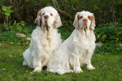 Собаки кламбер-спаниели: фото в разных ракурсах