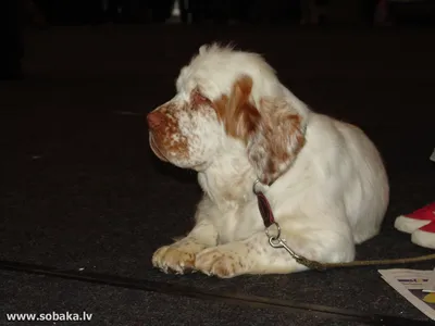 Собаки-кламбер-спаниели: лучшие снимки