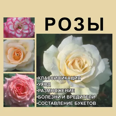 Изображение роз (jpg, png)