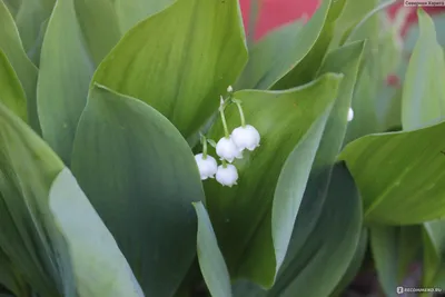 Весенние фотки для скачивания