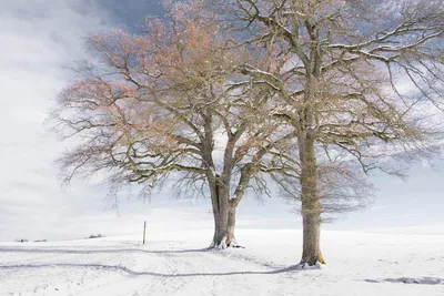 Клен зимой: Очарование заснеженной красоты