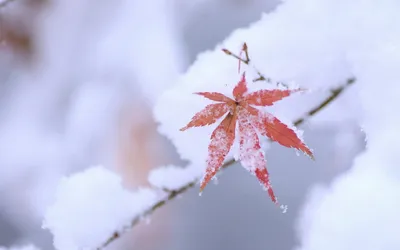 3. Картинки кленов зимой: Заснеженная красота в объективе