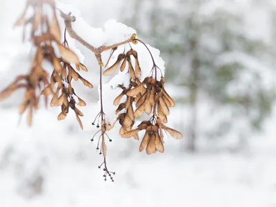 Клен зимой: Фотографии, заставляющие вас влюбиться в зиму