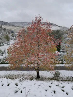 1. Фото кленов зимой: Великолепие природы в снежном убранстве