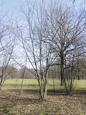 6. Фотография кленов зимой: Зимний лес во всей своей красе