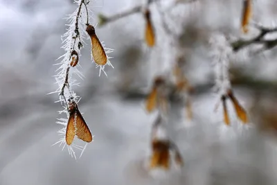 Клен зимой: Фотографии с высоким разрешением для скачивания