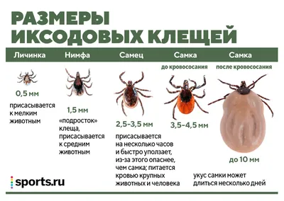 Фотография человека с клещом: изображение для скачивания