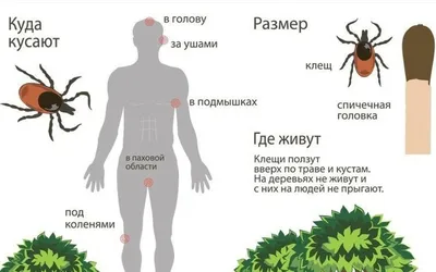 Картинка человека с клещом: фото в высоком разрешении