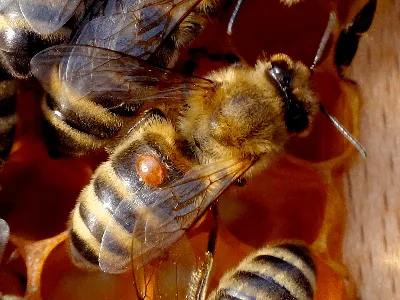Клещ варроа на пчеле  фото