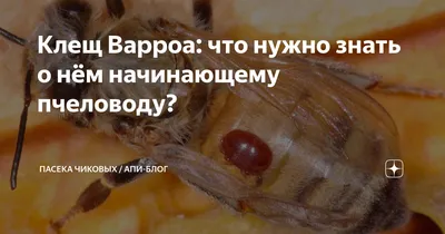 Ошеломляющие снимки Клеща варроа на пчеле