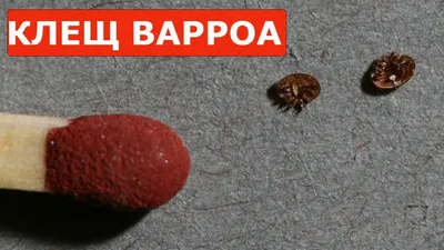 Фотографии Клеща варроа на пчеле: удивительные детали